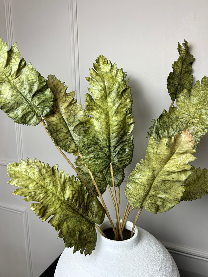 Green Dried Touch Large cabbage Leaf tied Bunch 5 stem