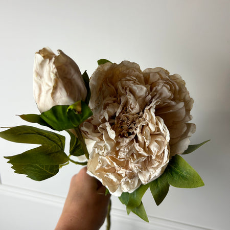 Oyster blush Dried Touch Open Peony with bud