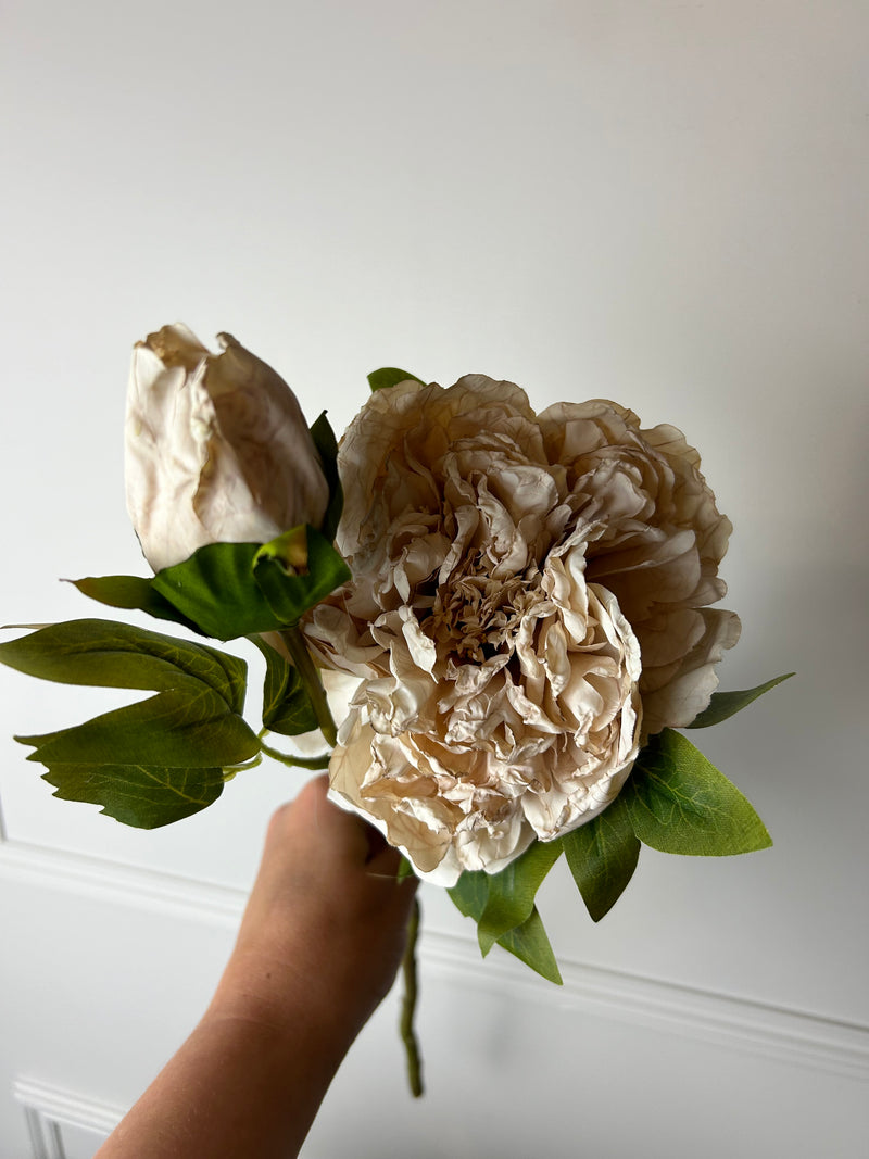 Oyster blush Dried Touch Open Peony with bud