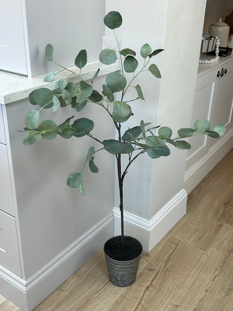 Eucalyptus tree dollar leaf in zinc planter