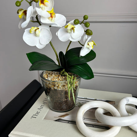White glass Potted Orchid