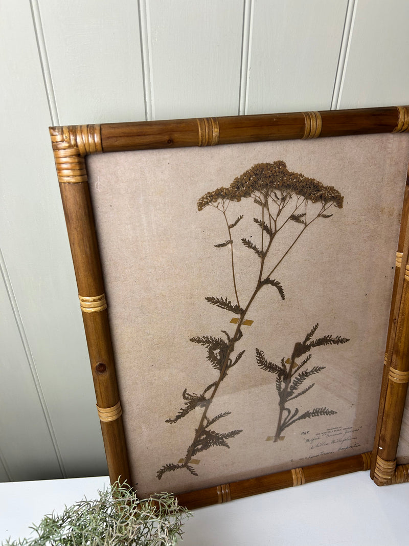 Set of 2 Achillea and Aster botanical floral Prints bamboo textured frame