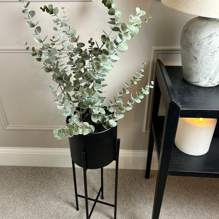 Bleached eucalyptus plant in black pot