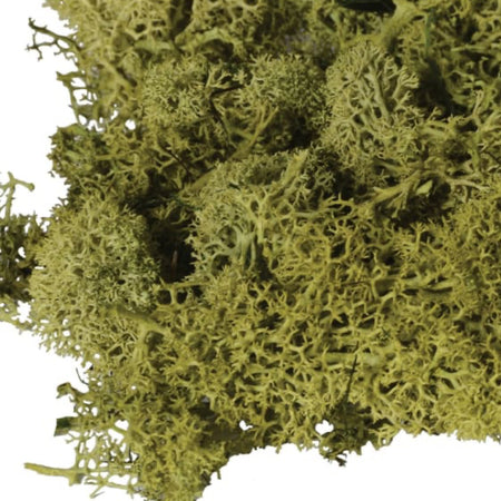 Bag of real dried green moss