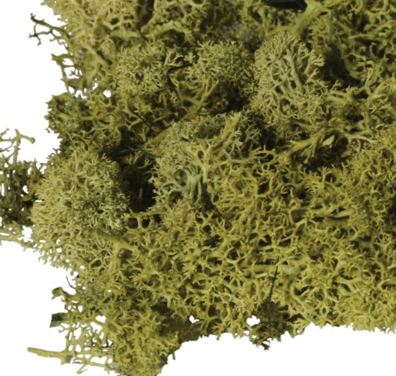 Bag of real dried green moss