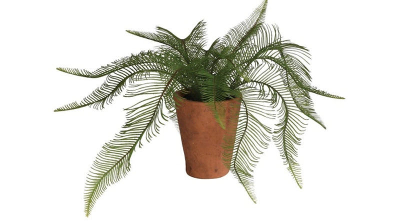 Java fern in terracotta pot