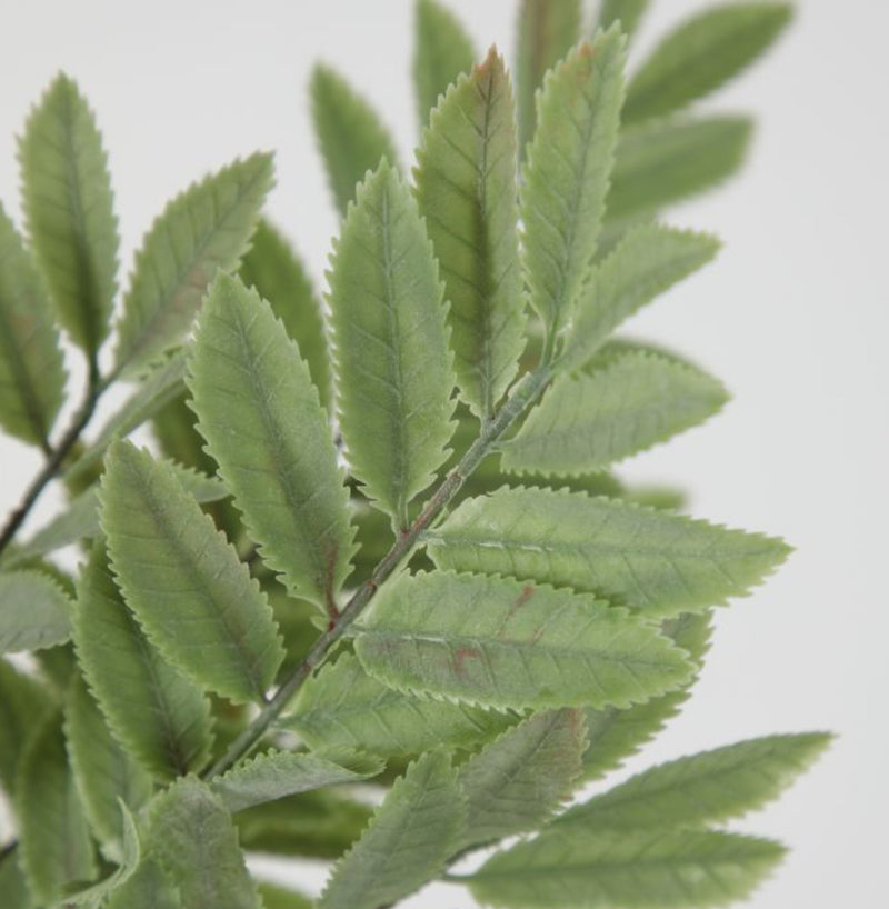 Maiden fern spray bunch