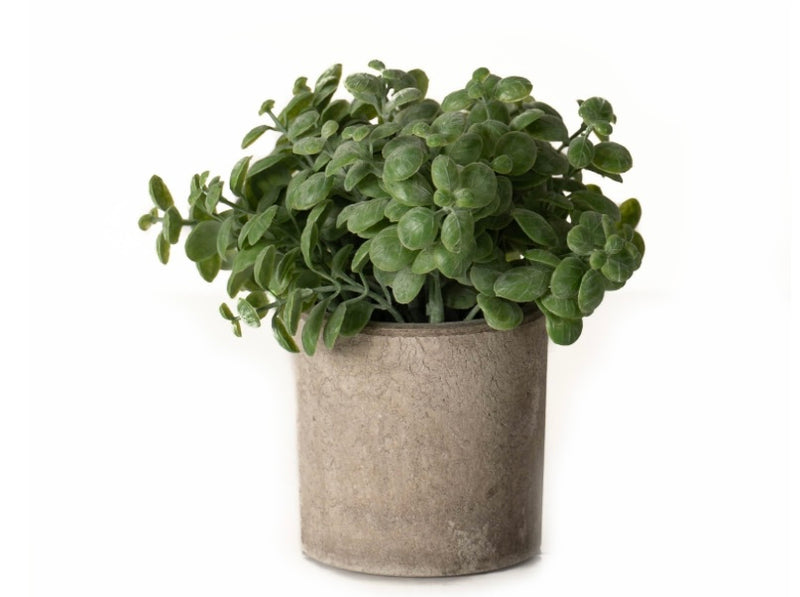 Store seconds Basil Plant In Stone Effect Pot