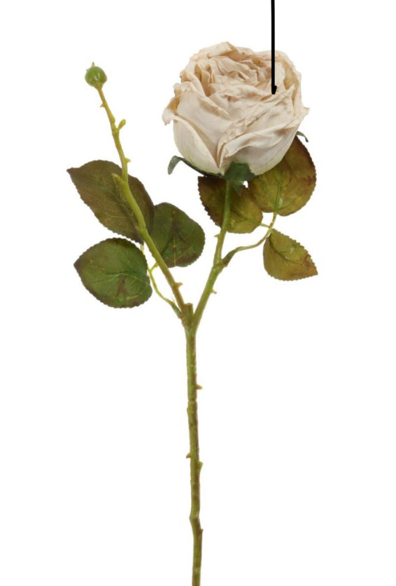 Oyster Dried Touch Single Valera Rose