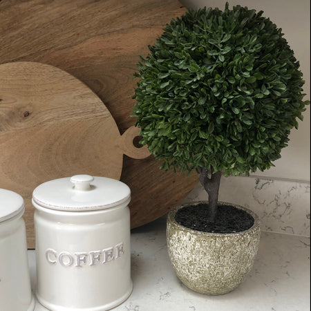 Boxwood ball topiary plant in stone plant pot
