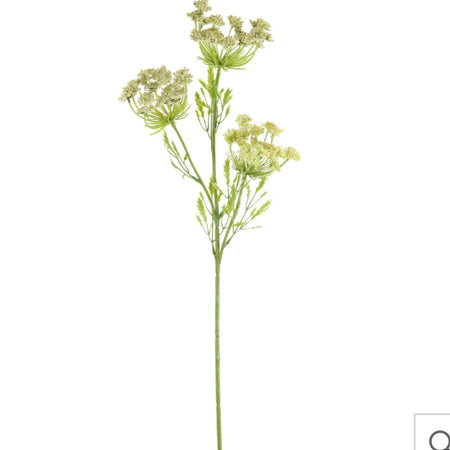 Green cow parsley stem spray
