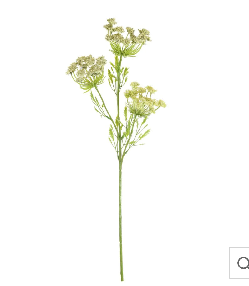 Green cow parsley stem spray