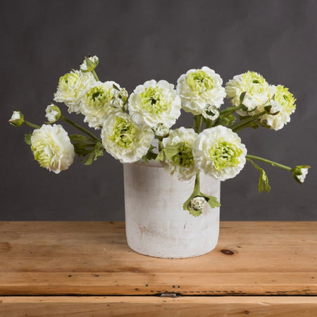 Green & White Ranunculus Spray Stem