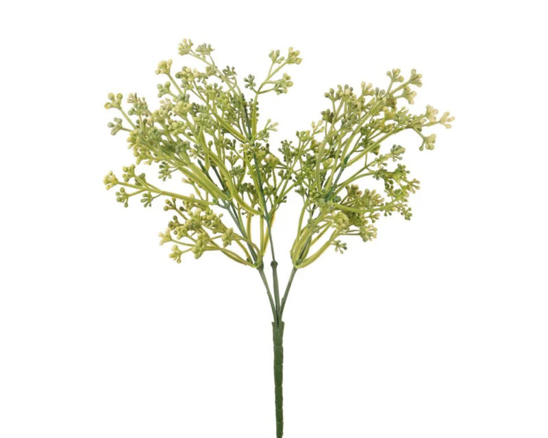 Felicity white bud seed berry bunch stem