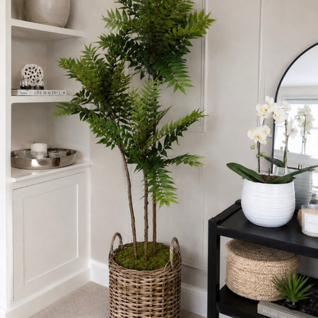 Large Potted Fern triple Tree 170cm Tall