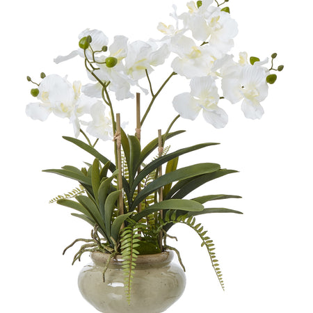 White vanda orchid in ceramic planter pot