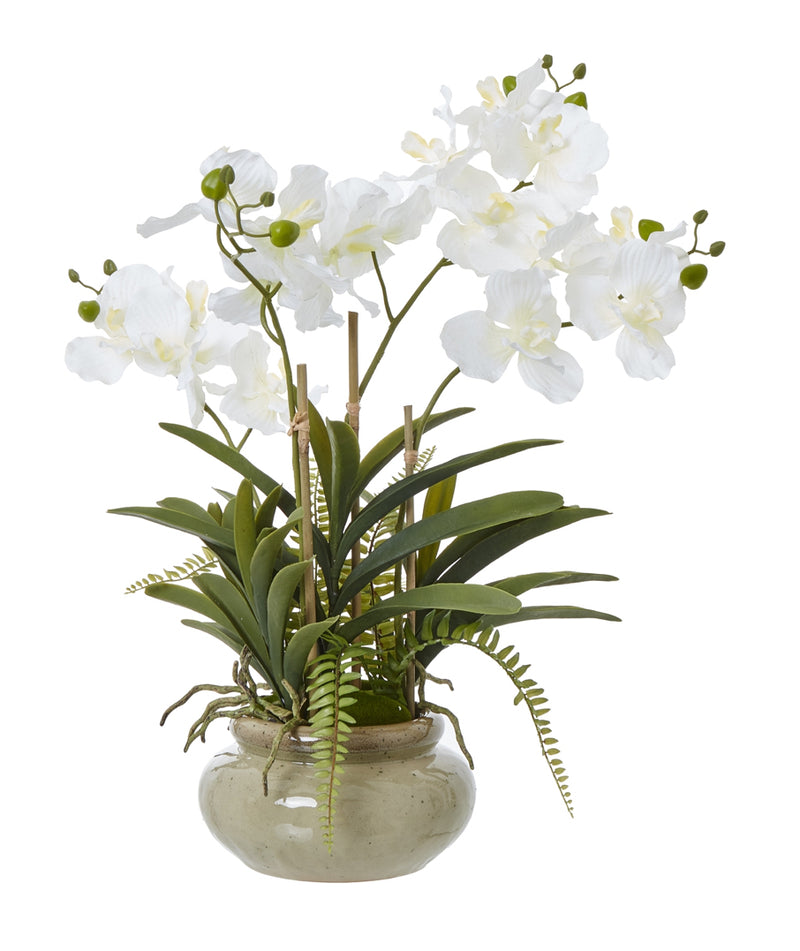 White vanda orchid in ceramic planter pot