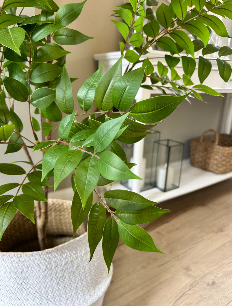 Store Seconds 150cm ‘Tree of Heaven’