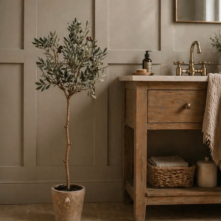 Olive Tree in garden pot
