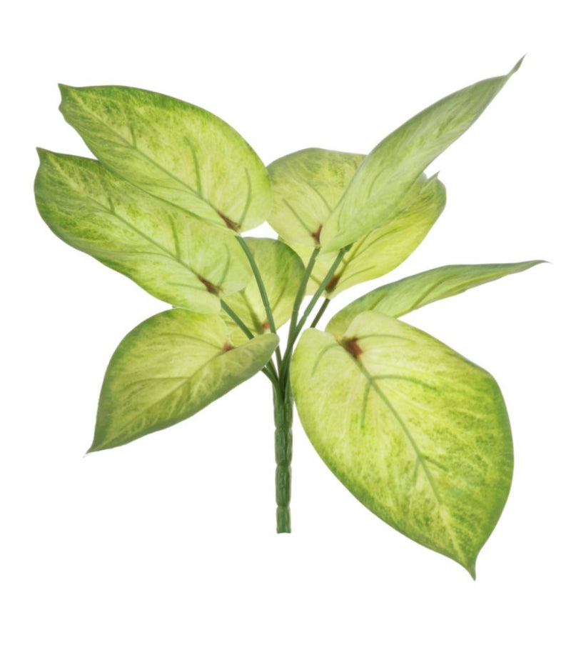 Variegated Printed Pothos Leaf Bunch pick plant