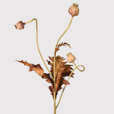 Brown poppy leaf stem 85cm