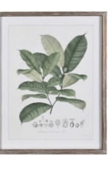 Large Botanical perennial rustic wooden framed prints 4 styles