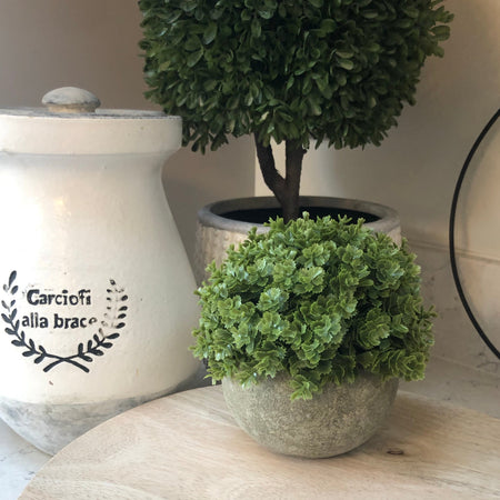 Hebe Veronica In stone Pot