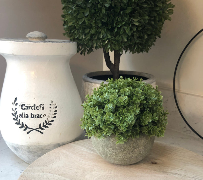 Hebe Veronica In stone Pot