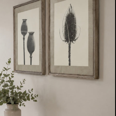 Set of two Poppy Teasel thistle framed prints