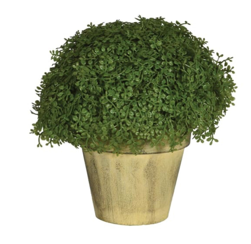 Baby tears plant in cream rustic pot