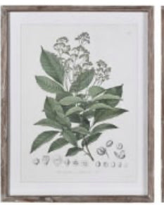Large Botanical perennial rustic wooden framed prints 4 styles
