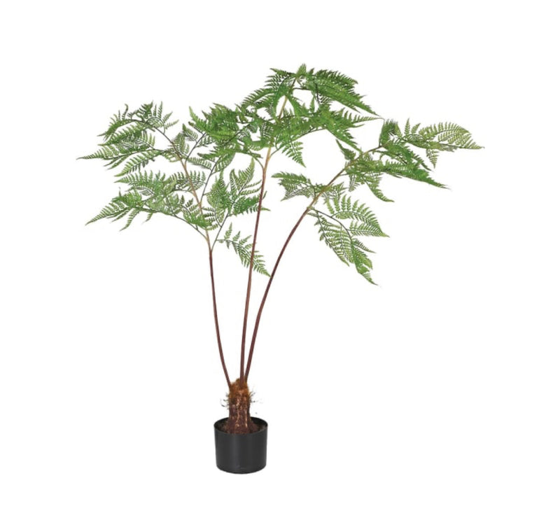 Sword fern tall plant tree in black pot 145cm