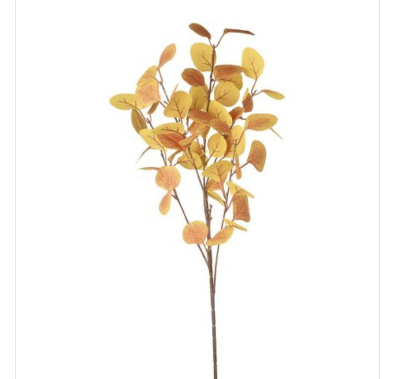 Autumn eucalyptus leaf russet cinerea multi stem tall bunch