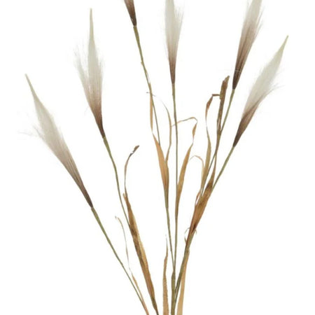 Tall Pampas reed spray 100cm