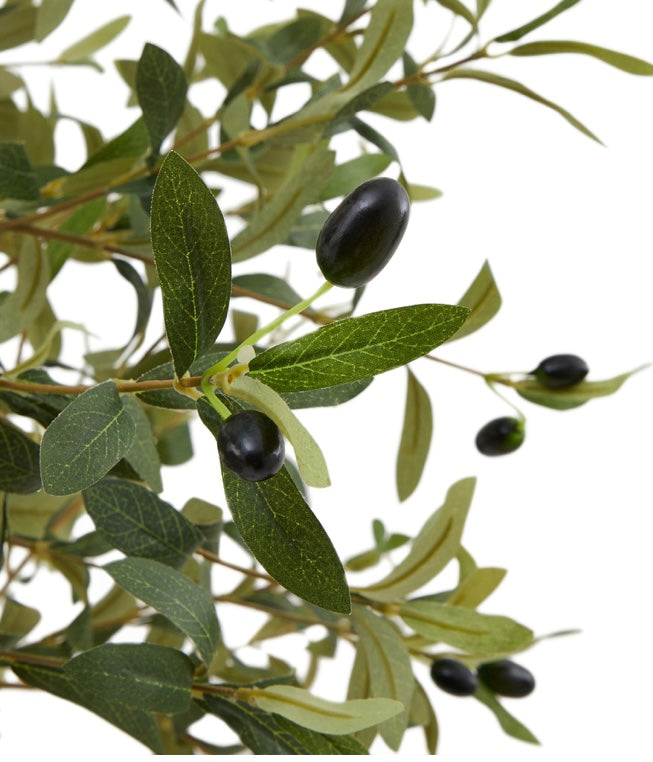Olive Tree 130cm