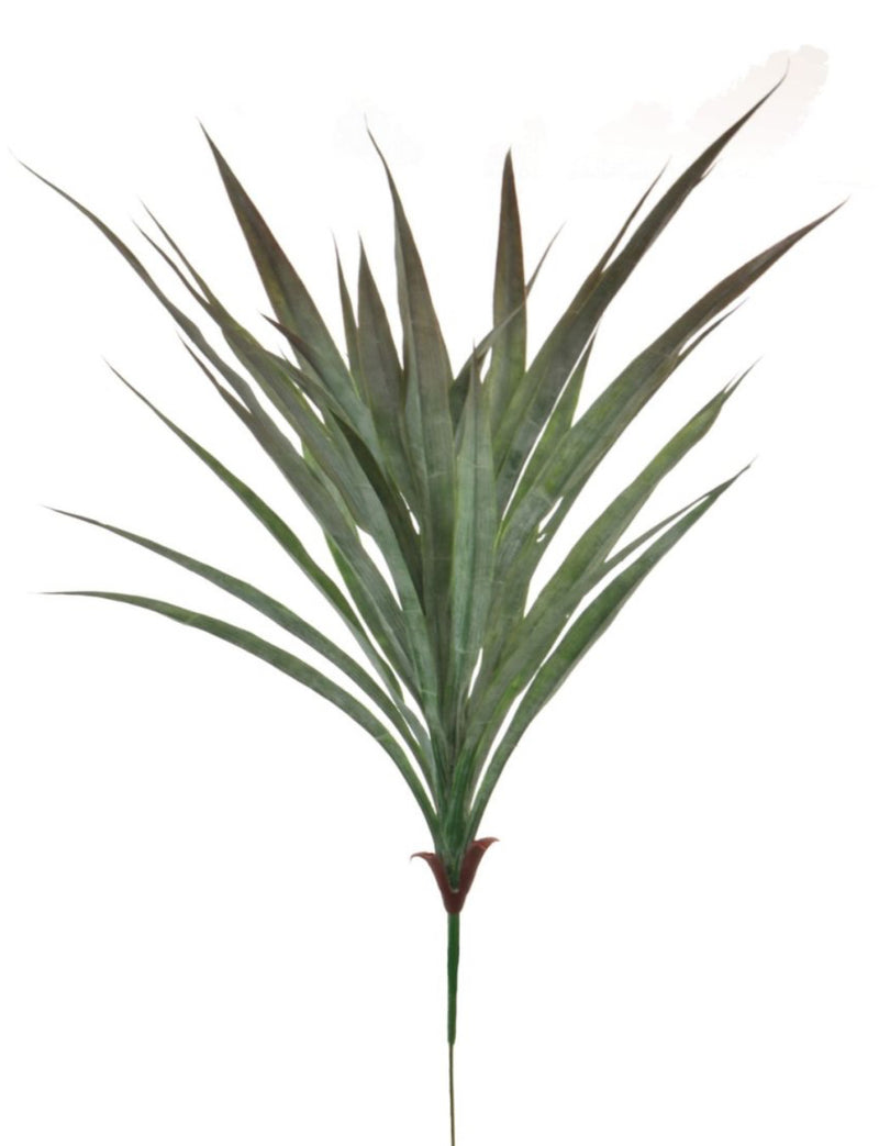 Large Spikey Grass aloe Bunch natural green pick plant