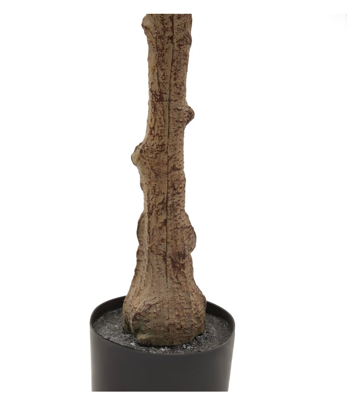 Olive Tree 130cm