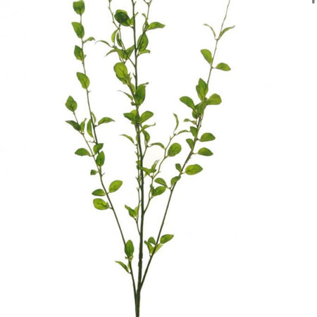 Tall simple leaf multi stem 100cm