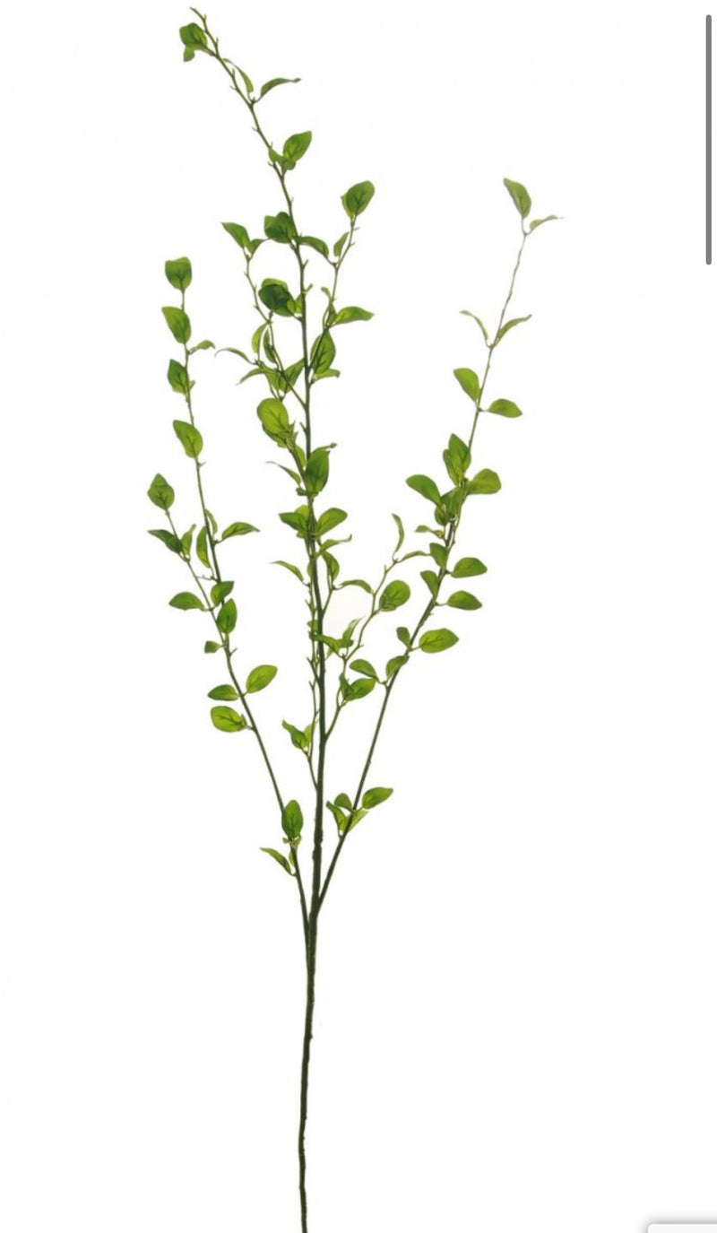 Tall simple leaf multi stem 100cm