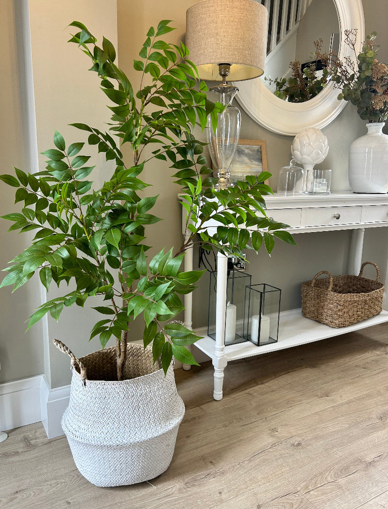 Store Seconds 150cm ‘Tree of Heaven’