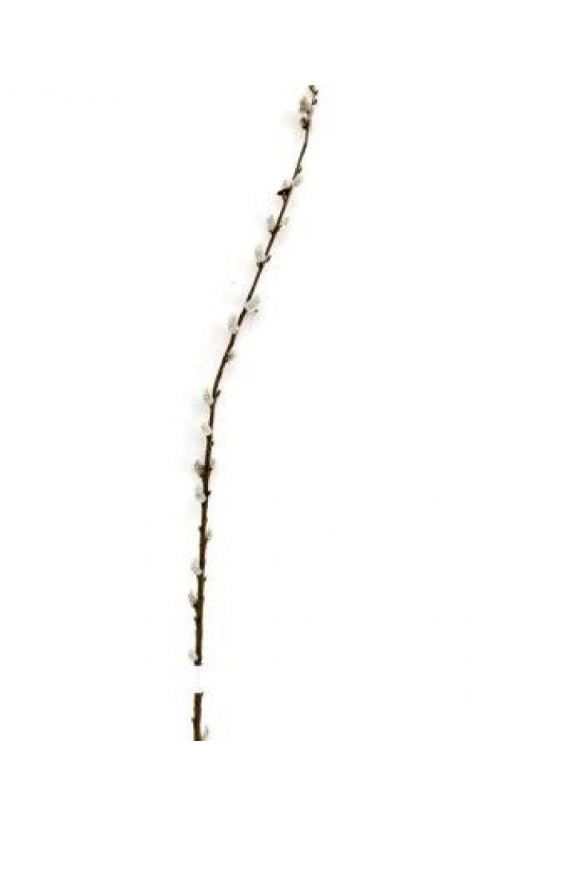 Pussy willow single stem 100cm