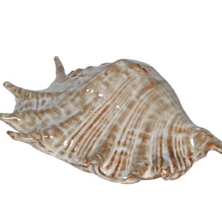 Spider conch ceramic shell decoration brown
