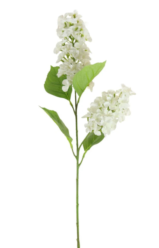 Paniculata hydrangea tall 2 head stem cream white 75cm