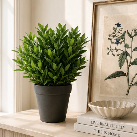 Bay tree plant in black pot
