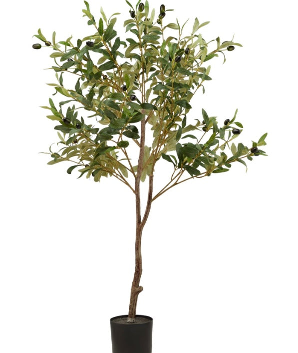 Olive Tree 130cm