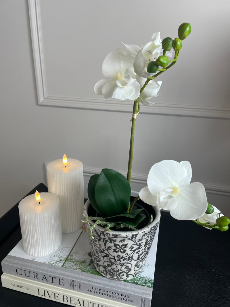 White orchid plant in pot