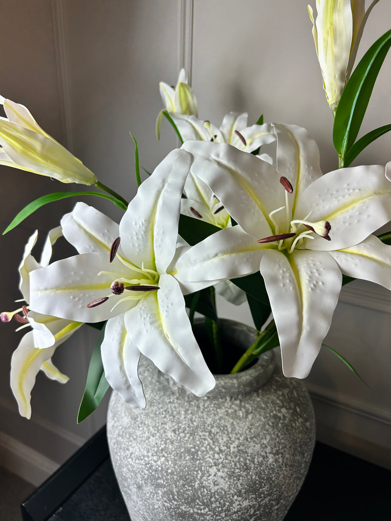 White Casa Blanca Lily