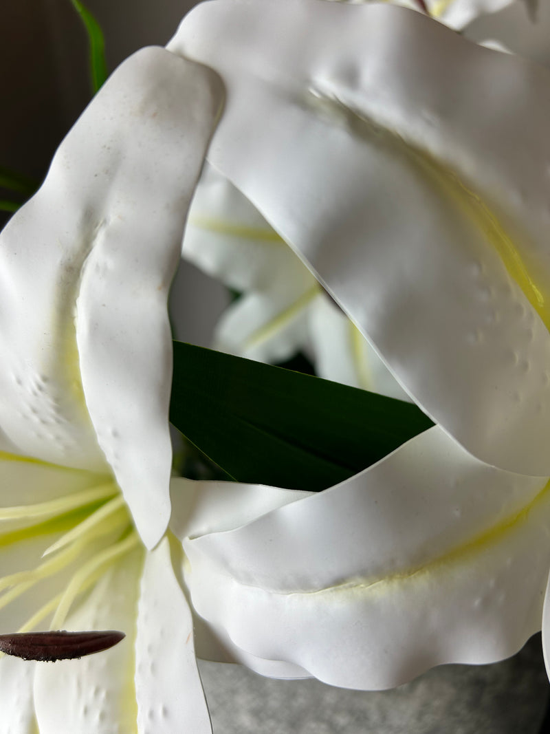 Store Seconds White Casa Blanca Lily