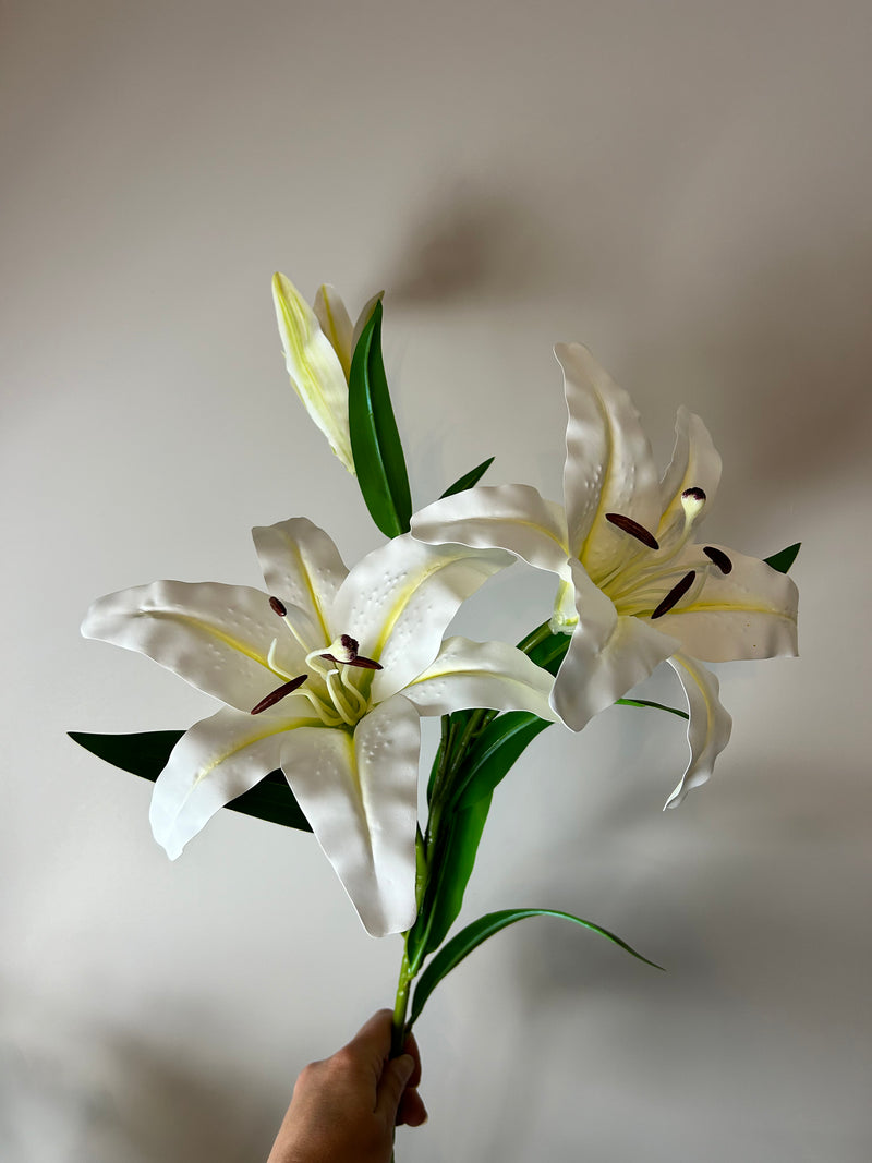 White Casa Blanca Lily