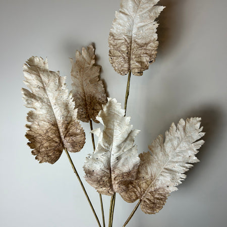 Oyster blush Dried Touch Large Leaf tied Bunch 5 stem